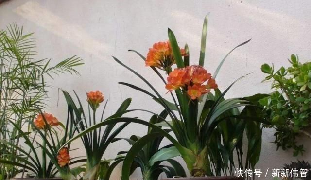 肥厚|君子兰不见长、不开花“2种料”扔盆里,新芽多,一年开花2次