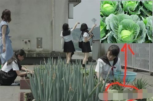 卷心菜|一颗“卷心菜”难倒日本动画界,实在太假了,漫迷像一个绿球