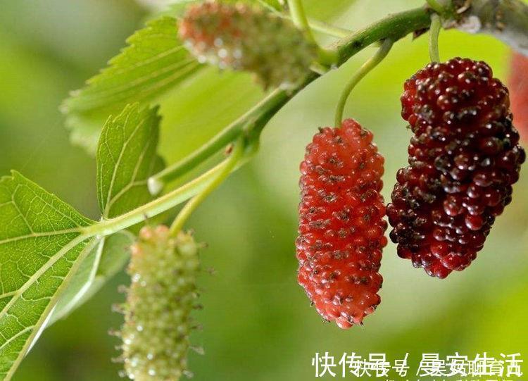 陈医师|聪明的女人,不妨多吃3种食物,润肺止咳,美容美肤,好处多多