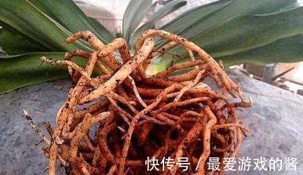 君子兰长期没变，定是出了4个问题，不然就瞧瞧吧