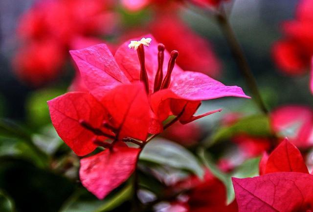 三角梅不难养开花更是赏心悦目,怎么给三角梅浇水,花期花苞更多