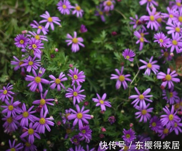 就算不小心枯了,也要重新养一盆的6种花,因为实在太优秀