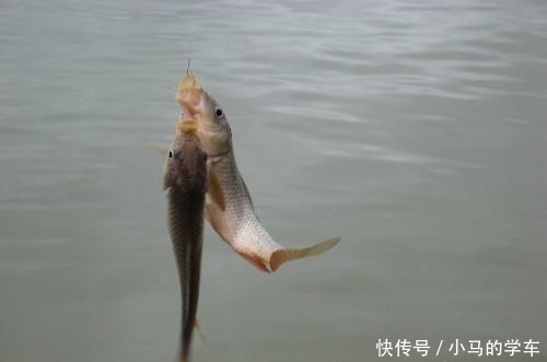 钓鱼|钓鱼别再用红虫了!只要常见一“妙物,十钓九中,天天吃野生鱼