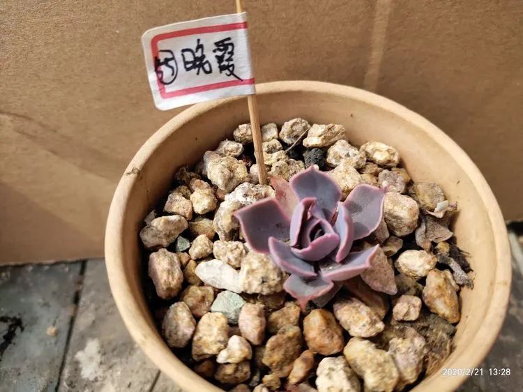 养肉多年的新手我相信它们一定可以变得更美丽!