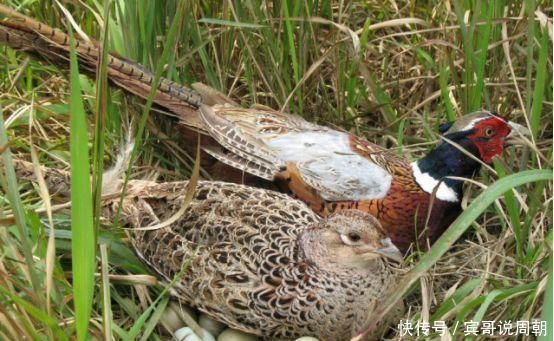 鸡肉|糖尿病患者吃什么肉最好常吃4类肉，补充营养，血糖更稳定