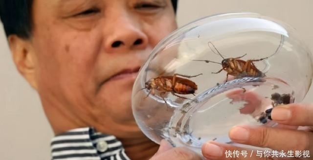 工作|男子放弃高薪工作，用八大菜系饲养蟑螂，如今每年凭此收入上亿
