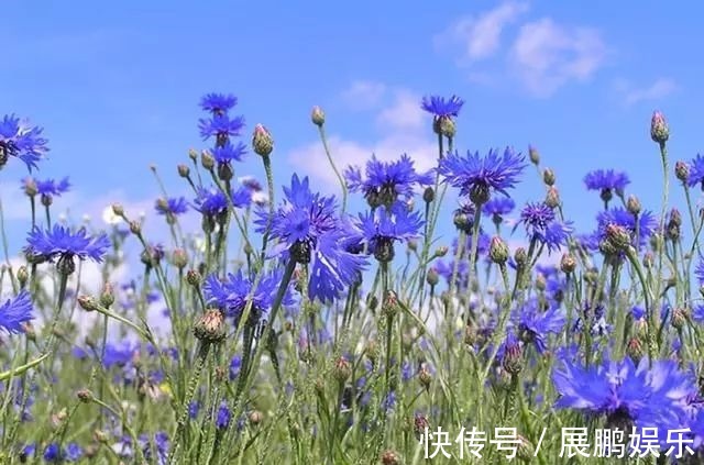 此花细致可爱,清新幽雅,具有极高的观赏价值,象征着遇见的幸福