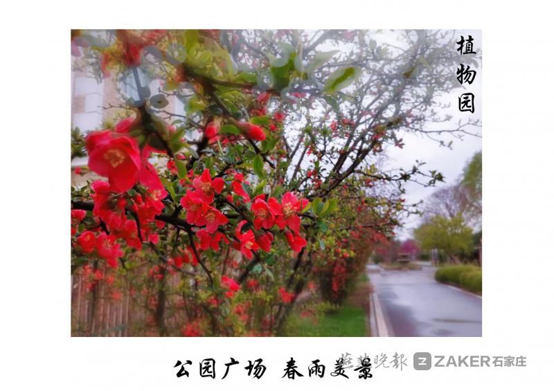 石家庄|待春暖花开我们去赏花吧！石家庄市园林部门公布2021市区赏花地图