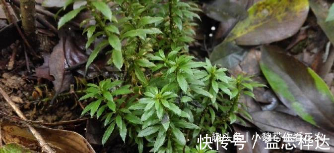 千层|农村山上1种“蛇足石杉”,跌打驳骨药,见到别不认识,市价300元