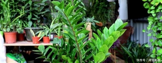 聚财|适合养在客厅的3种花,越养越“聚财”,关键净化甲醛能力强