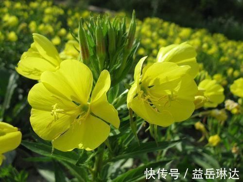 内分泌科|多走路可以降脂?内分泌科医生表示:这3种食物或比走路更管用