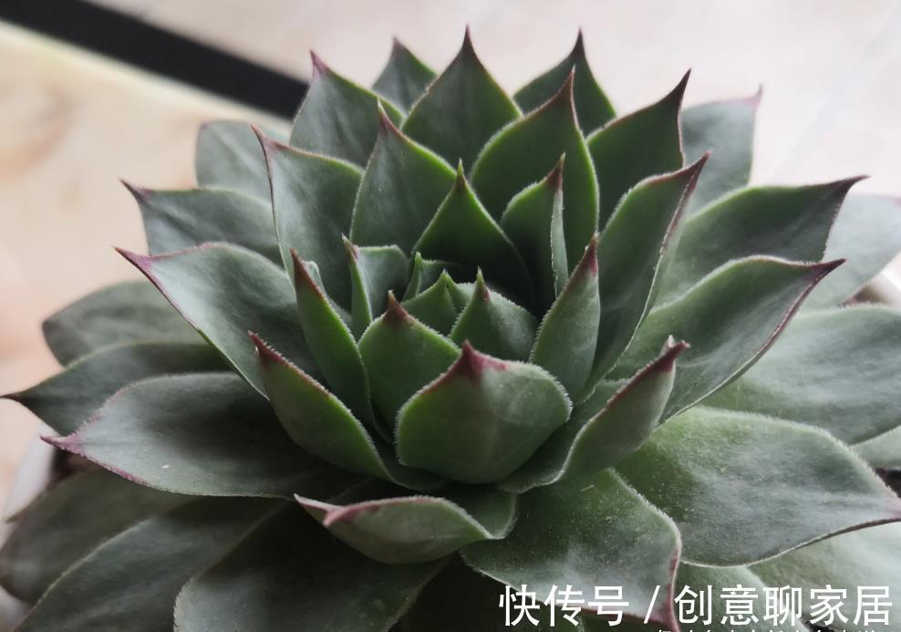 主头|多肉观音莲分不分公母？我养的观音莲一直不爆崽，很怀疑它的性别
