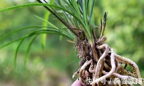 种植兰花为何不用土?原因其实很简单
