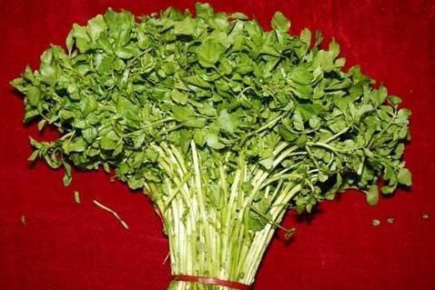 化痰止咳|秋季易咳嗽痰多，常吃此菜，每周两次，能清燥润肺、化痰止咳