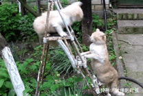 言官|明朝的言官都不怕死吗?真相让人瞠目结舌!