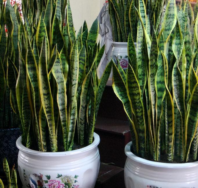 虎皮兰天冷不好养?错了,把控好这4点,谁都能养得爆盆