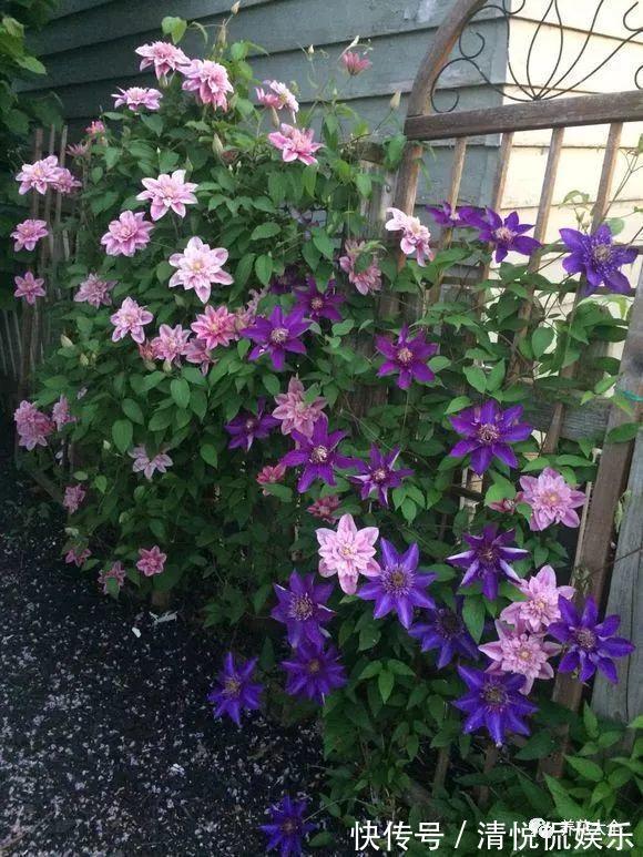 三角梅|家里有小院，种上爬藤花，爬上墙爬上窗，美到极致，天上人间