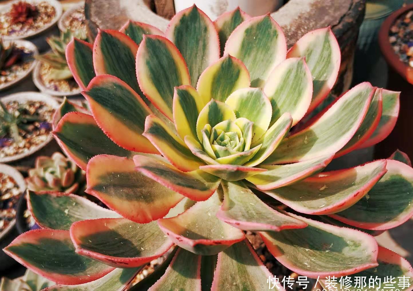 叶心处|多肉灿烂法师每年夏天叶片都会干枯然后烂掉，究竟该怎么来养啊？