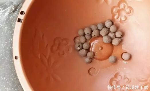 绿萝|4种花爱“吃土”,1年不换盆,盆里全是根不见土,换盆才能长好