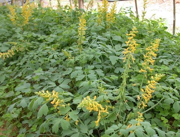 此种“野草”,长在“石缝里”,以往没留意,殊不知,1斤卖1百