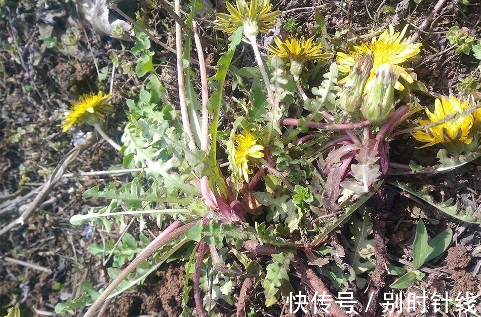 苦参|农村4种不起眼的野草，对“脚气”很有用，见到记得挖回家