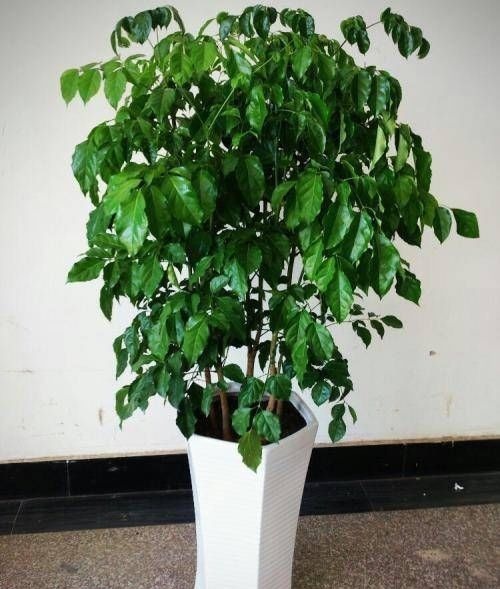 这4种“吉祥花”寓意富贵，养了就是赚了，家里人都受益