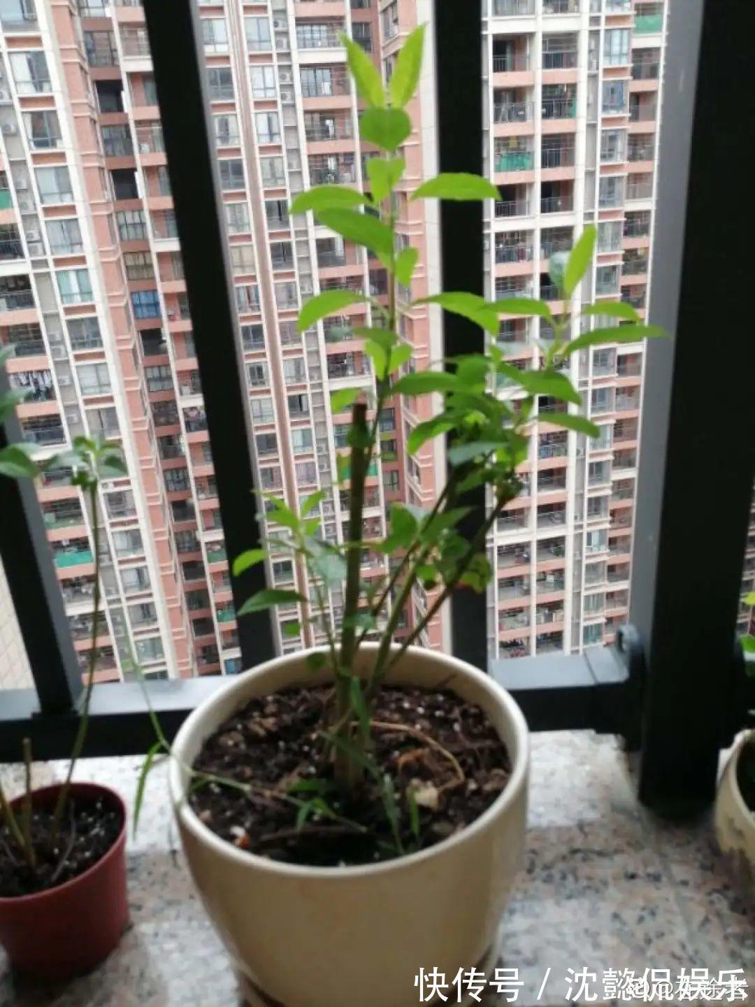 枝条|大粗杆插土里,7天生根,当年结果压弯枝,不用买水果了!