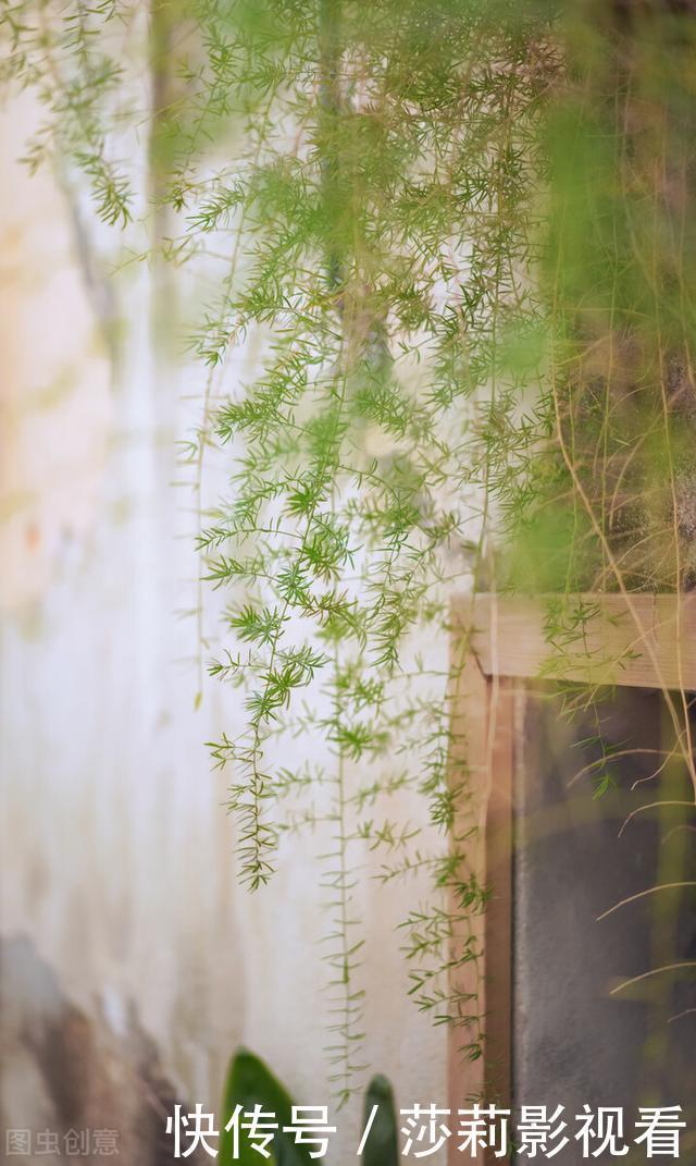 客厅2种花,别养成“巨无霸”,我家的已经处理了