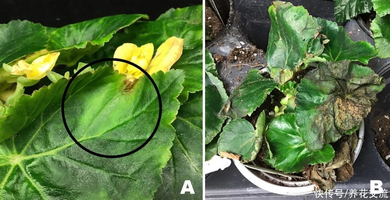 丽格海棠用浸盆法养护，可避免烂根烂茎，也能减少黄叶
