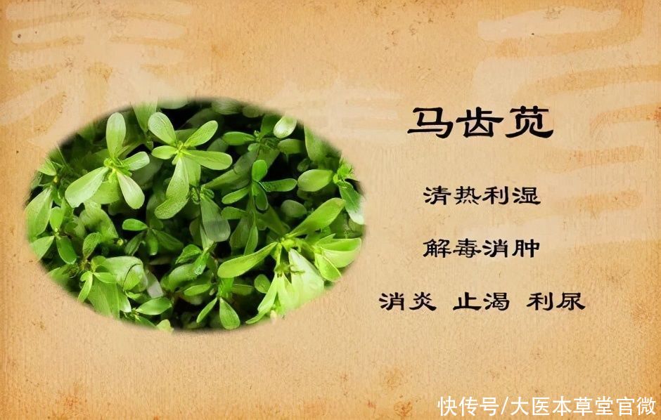 中国传统文化|7月不吃肉,也要吃这菜!被称为“天然抗生素”,常吃对身体好