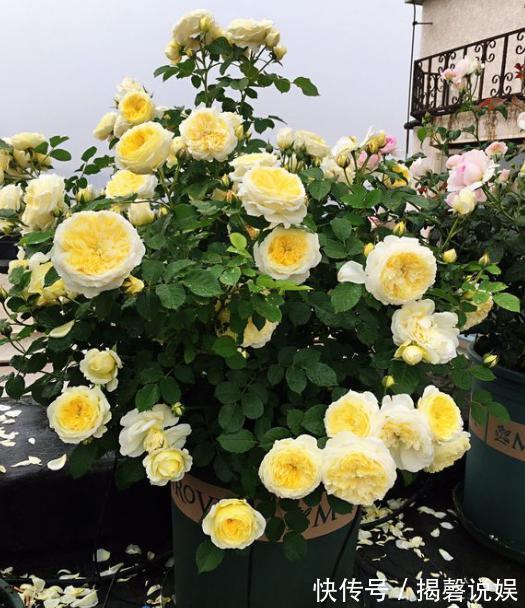 扦插月季小“方法”，扦插一棵活一棵，15天根系长满盆，非常简单