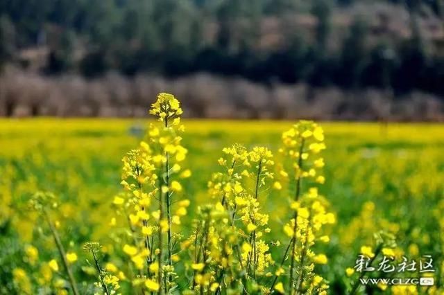 春天已“到货”！安宁万亩油菜花开啦|周末去哪儿 | 老年