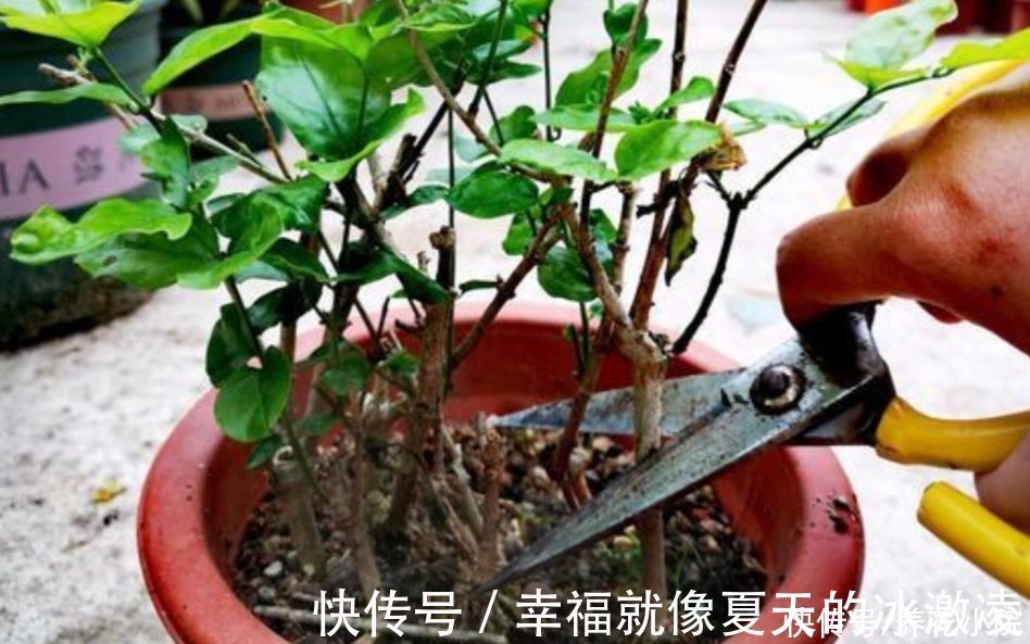 磷酸二氢钾|茉莉只长枝条不开花，马上给它做好三件事，枝头挂满花苞