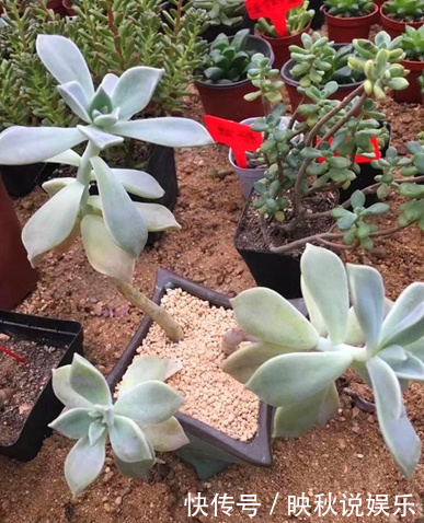 农场|农场大叔的一个小妙招,多肉种在“这”上面,3个月都不用浇水!