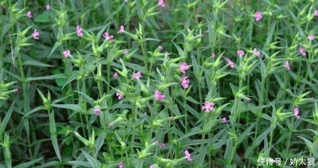 特效|农村一种像麦瓶草的野草,拥有霸气名字“王不留行”,催乳有特效