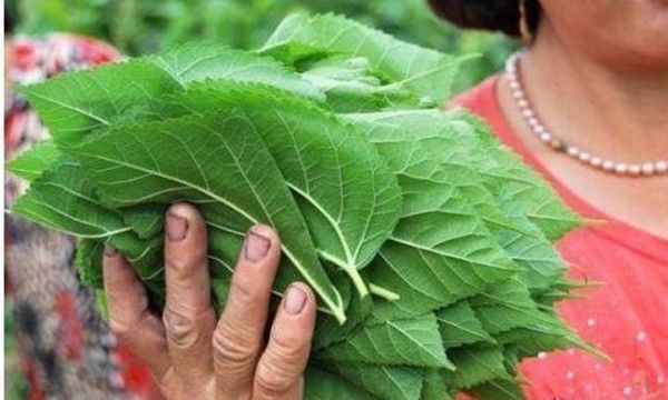 泡水|小小桑叶，大有用途，坚持泡水喝，4大好处会让你“开心不已”