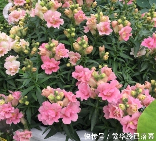 养什么花,都可以用“1斤香蕉皮”,能让叶子更油绿,开花爆满盆