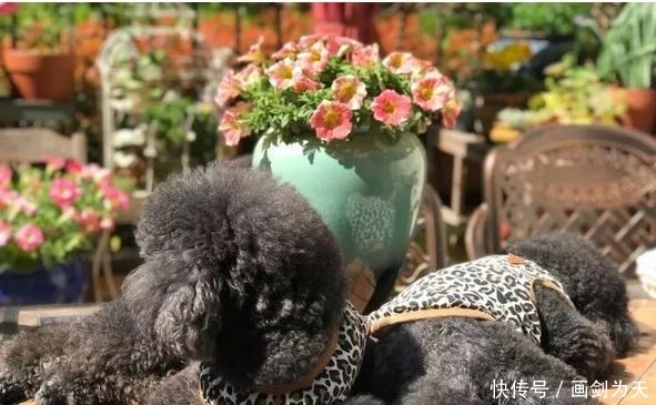 花儿|想要一个小院子,低头种菜,抬头看花!