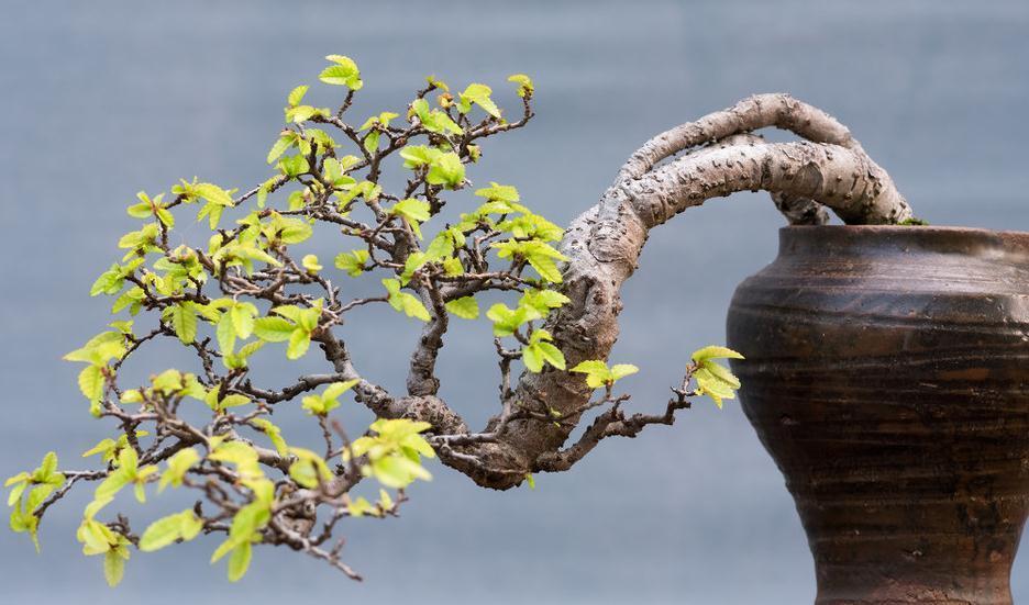 技巧|盆景树桩配盆技巧,你确定盆选对了