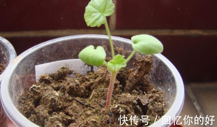 养花种草,土壤结冰该怎么办?马上换盆土,一刻都不要多等