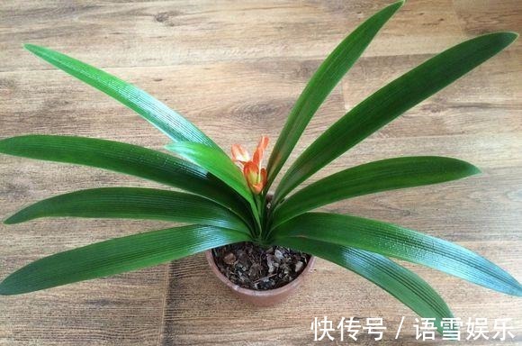 浇水|把这种“石头”扔盆里,君子兰不再烂根,1年开花三四次!