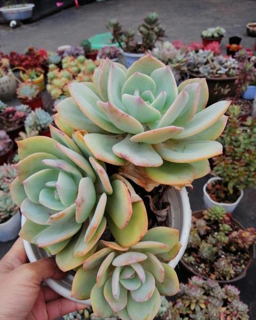 春天养白凤,满足3个条件,避免长成大包菜,养成粉嫩老桩!