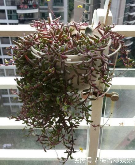 喜欢菊花，不如养盆“稀有玫瑰”假日公主，花开金灿灿，活力四射