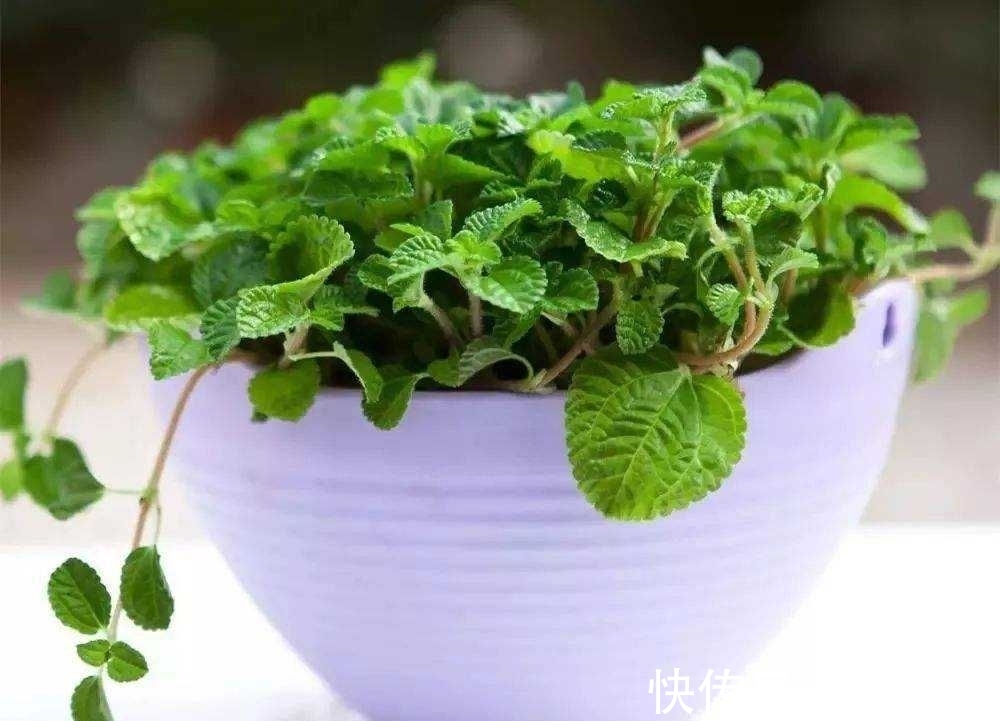 空气净化器|天然的空气净化器,小小的一颗植物,还能散发浓郁的清香