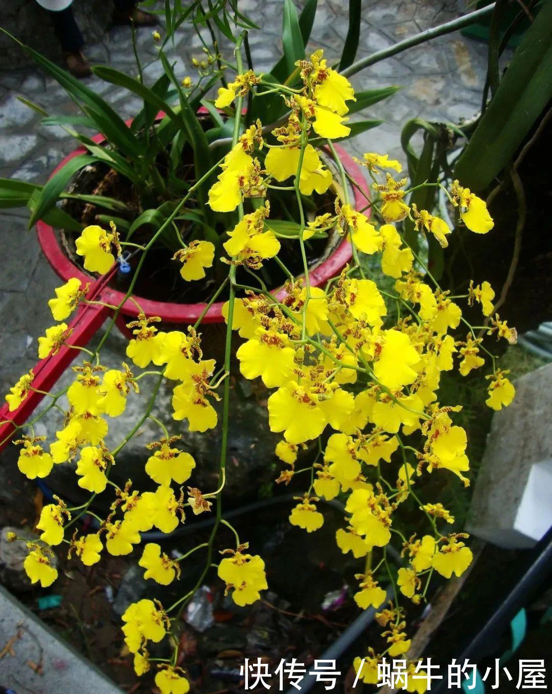 不同环境适合养的盆栽花卉,选合适自己的开花植物很重要