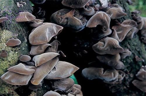 好处|会吃的人最健康，三种食物离不开，排毒养颜，美颜抗衰好处多多