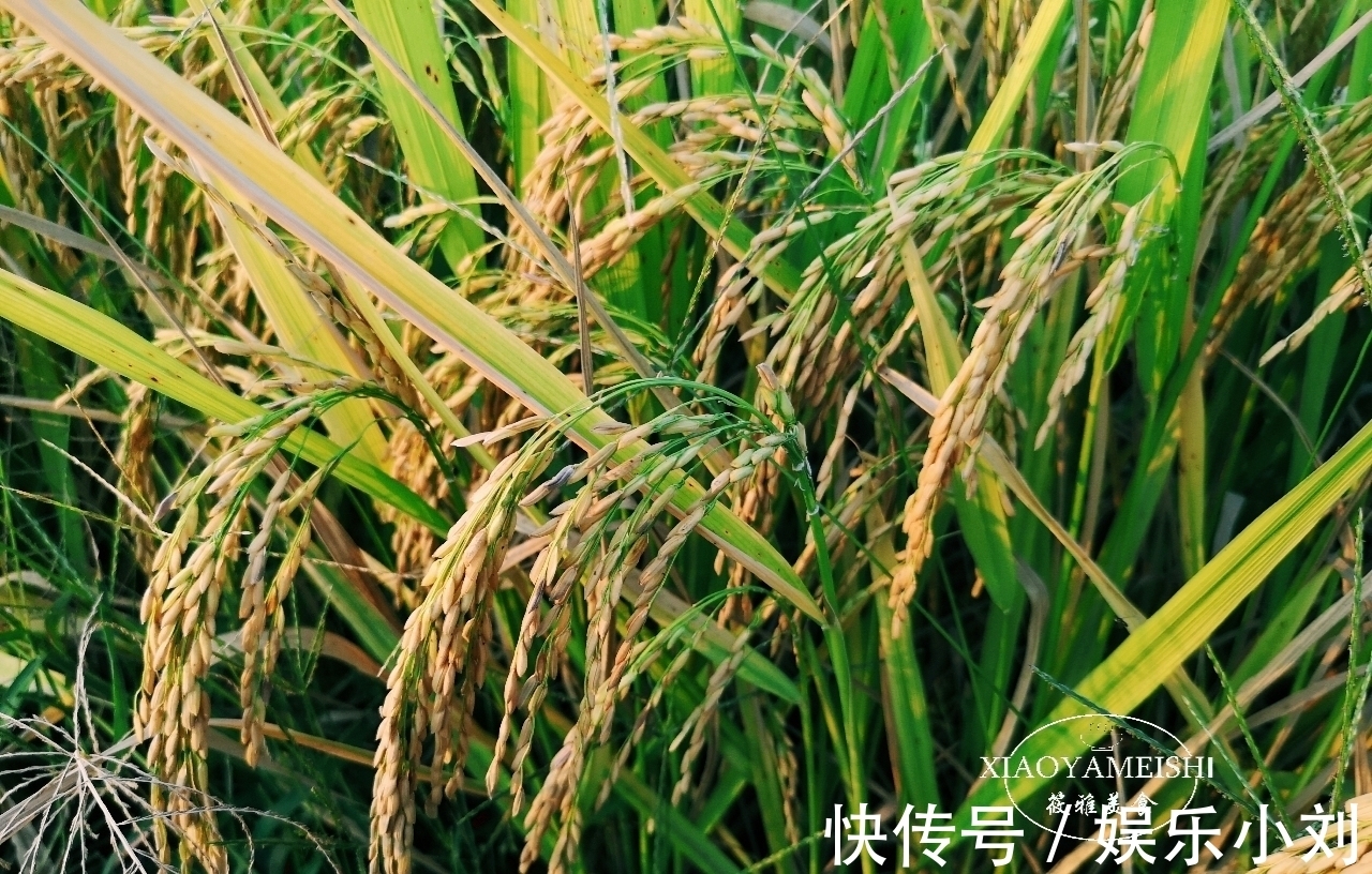 农庄|在小区租了一分菜地,年租金900元,5年到期了,是否还要继续?