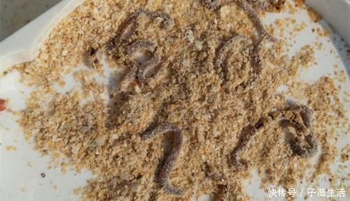 灰面|钓鱼必杀技:盘点民间这些用饵“野路子”,大鲫连竿的秘密绝招!