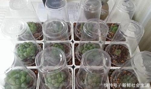 玉露养得“晶莹剔透”,都是“闷养”的好处,一盆比一盆颜值高!