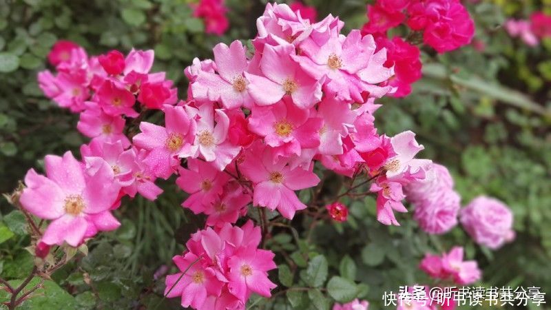月季|没有最美只有更美的北京月季